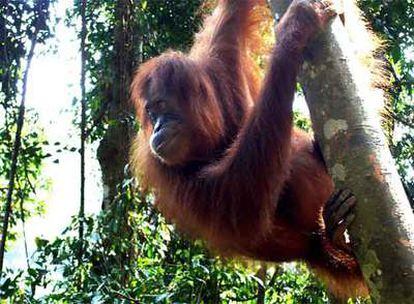 Parque Nacional de Gunung Leuser, en Simatra, uno de los pocos lugares donde aún nacen orangutanes en libertad.