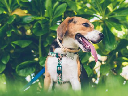 Un perro de la raza Beagle descansa en un parque.