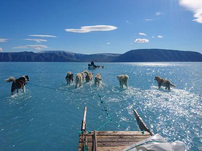 Varios perros tiran de un trineo sobre hielo derretido en Groenlandia. 