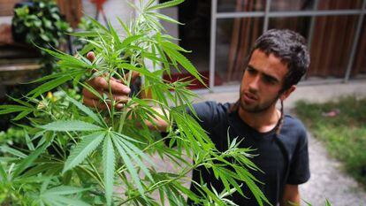 Un hombre cuida una planta de marihuana.
