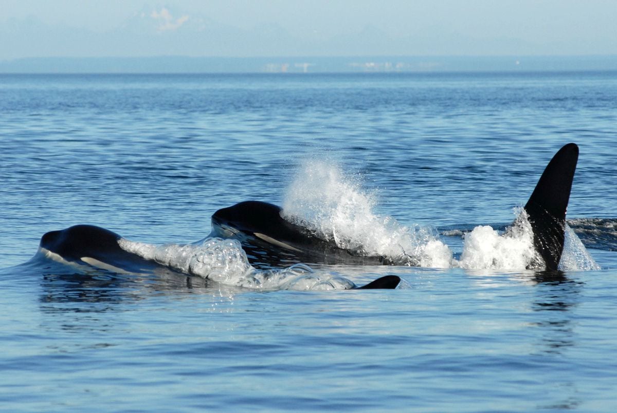Menopause explains the longevity of whales