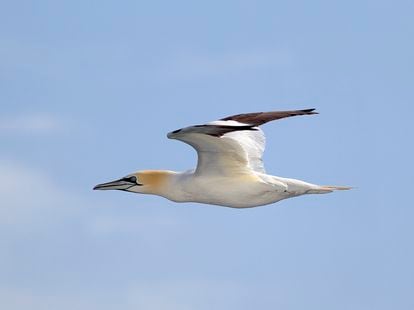 El cabo de Fisterra (A Coruña) es punto de paso en la ruta migratoria de numerosas aves marinas, como el alcatraz común.