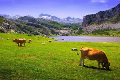 A más de mil metros de altura, en plenos los Picos de Europa, el Enol, el Erzina (en la foto) y el Bricial, que solo tiene agua durante el deshielo, constituyen los lagos de Covadonga. Aquí los caballos, las vacas y las cabras pastan a sus anchas en un entorno de calma. El camino se inicia en el santuario de Covadonga, a 11 kilómetros del lago Enol, desde donde una sinuosa carretera conduce hasta este paraje. Conviene aprovechar la visita para disfrutar de las rutas de senderismo circundantes (no requieren preparación física especial) y contemplar las vistas desde el mirador de la Reina. www.lagoscovadonga.com