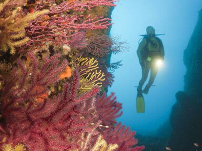 Un bussejador entre els coralls vermells de les illes Medes (Costa Brava).