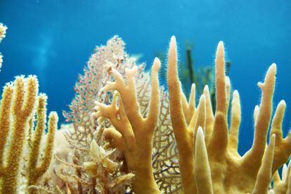 Las aguas cristalinas de la pequeña isla de Andros son el tercer mayor sistema de arrecifes del mundo y ofrecen experiencias únicas. 225 kilómetros de la costa occidental hasta el borde de la Tongue of the Ocean (Lengua del Océano).