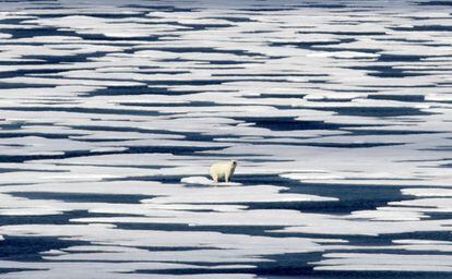 Un oso polar sobre un trozo de hielo en el Estrecho de Franklin en el Archipiélago Ártico Canadiense, el 22 de julio de 2017.