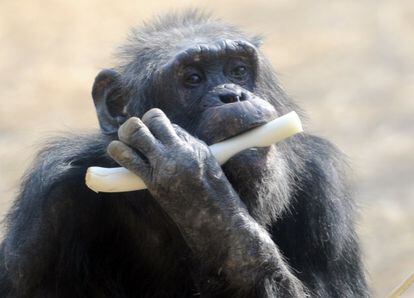 Estados Unidos jubilará a más de 300 chimpancés.