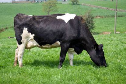Si la vaca come pasto, la leche está más rica
