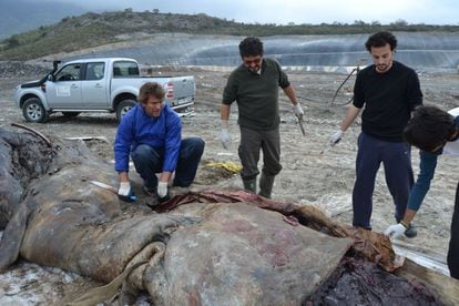 Un grupo de investigadores extrae plásticos del estómago de un cachalote localizado frente a la costa de Granada en marzo de 2012.