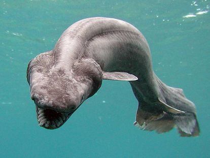 Se cree que el tiburón anguila está detrás de algunas leyendas sobre dragones y serpientes de mar.