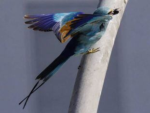 La carraca abisinia ('Coracias abyssinicus') con un escarabajo conocido como bombón negro en el pico. Foto cedida por Paqui Hernández.