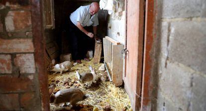 Pedro García, de 74 anos, revisa cómo se encuentran sus conejos tras volver a Moropeche.