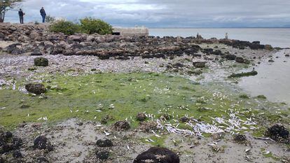 Peces muertos sobre rocas en las orillas de la Bahía Yavaros.