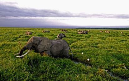 Elefantes en el parque nacional de Amboseli, en Kenia.