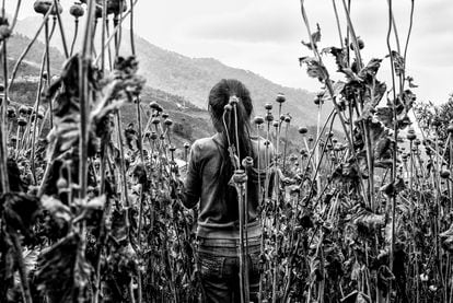 Una niña en un campo de amapolas en la montaña de Guerrero. 