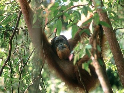 Uno de los orangutanes observados durante el censo.