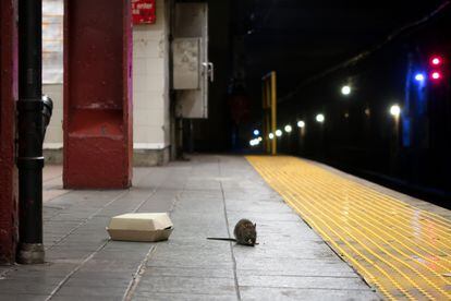 Invasão de ratos em Nova York abala imagem de recuperação depois da pandemia
