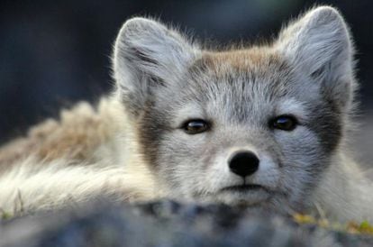 MIRADA DE ZORRO. NORUEGA. Este precioso zorro ártico de Svalbard representa a una especie que estuvo al borde de la extinción por la caza para obtener su piel.