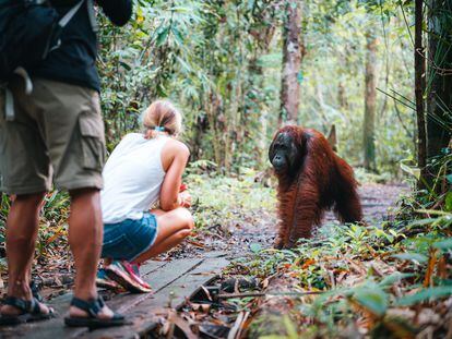 El ancestro común de orangutanes y humanos perdió la cola por un cambio genético