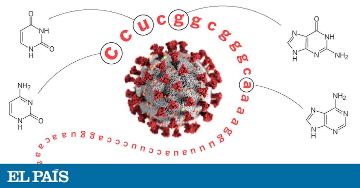 Coronavirus Ccu Cgg Cgg Gca The 12 Letters That Changed The World Ciencia El Pais