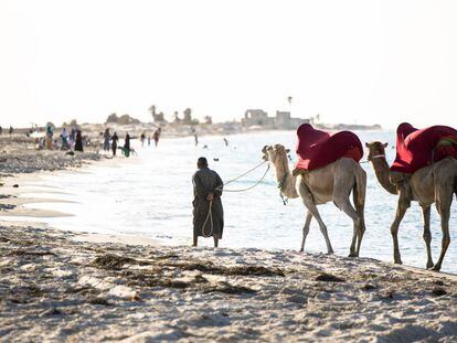 Camellos para paseos turísticos en una playa de la isla de Djerba, frente a la costa de Túnez. 