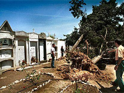 Un tornado arrancó el lunes varios árboles del cementerio de Benissanet, en la Ribera d&#39;Ebre.