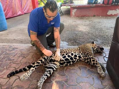 Una hembra jaguar embarazada fue atropellada este fin de semana en la carretera 307, que une Cancún con Playa del Carmen.