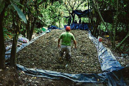 Parte del proceso de la hoja de coca para su conversi&oacute;n en pasta base. 