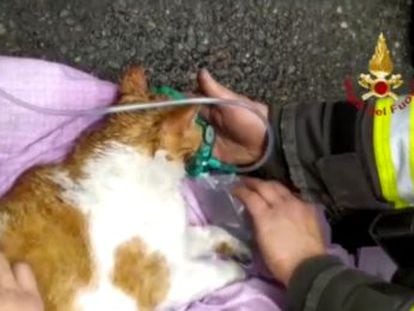 Los felinos se salvaron gracias al suministro de oxígeno