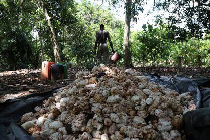 Granos de cacao recolectados en Azaguie (Costa de Marfil).