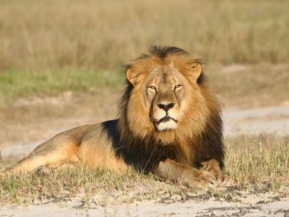 El le&oacute;n Cecil en el parque nacional de Hwange en Zimbabue. 