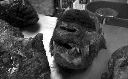 Imágenes de la necropsia del gorila Bantú en la Ciudad de México.