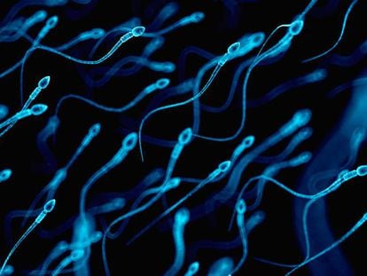 Espermatozoides para fecundar los óvulos.