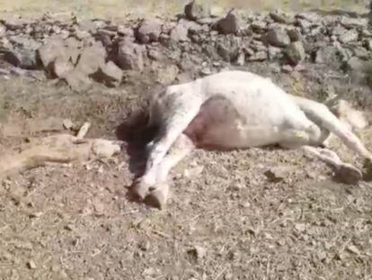 La vaca y su ternero muertos. En vídeo, la escena de los buitres atacando a los animales.