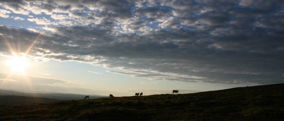 Renos bajo el sol de medianoche en el Parque Nacional Urho Kekkonen, Laponia