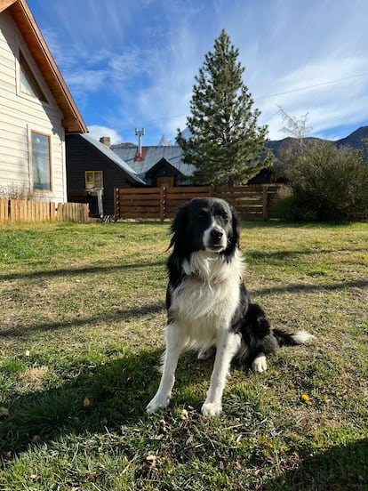 Border collie Rust, on his way home after finding the missing hiker.