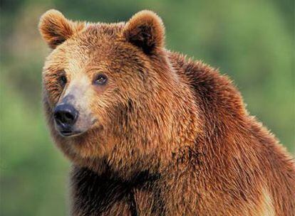 Los osos cantábricos son difíciles de seguir porque no están marcados para vigilarlos por satélite.