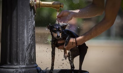 Un gos és protegit de la calor en una font de Barcelona.