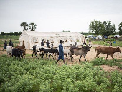 Un pastor peul regresa con su ganado al campo de desplazados de Banguetabá, a las afueras de Mopti, en el centro de Malí.