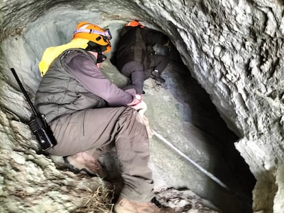 Hallan muertos en una caverna de Palencia a la osa que peleó contra un macho en junio y a sus dos crías