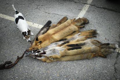 Un perro huele una docena de pieles de zorro antes de ser exhibidas en el mercado de Thusis.