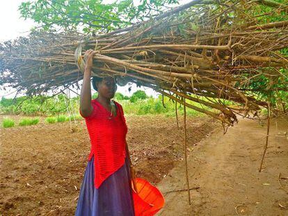 Mujer malauí cargando ramas de guandul para prender el fuego de ola cocina en la casa.