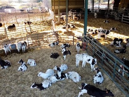 Instalaciones de la granja Cabo Gómez en Talavera (Toledo).