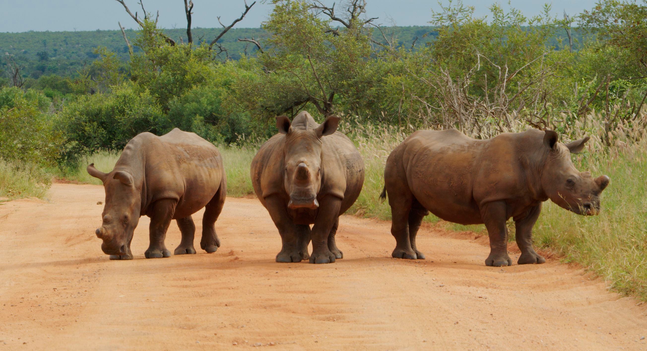 Tres rinocerontes bloquean un camino en el parque Kruger, cerca de Skukuza. 