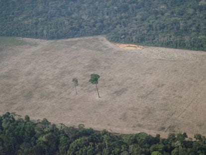 Una imagen aérea muestra un árbol solitario en una zona deforestada cerca de Porto Velho, en el Estado de Rondonia (Brasil), en agosto de 2020.