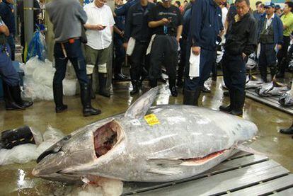 El atún rojo subastado en Tokio