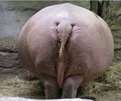 Imagen con la que la web satírica 'Hay Noticia' ilustró la broma del pedo del hipopótamo de Cabárceno.