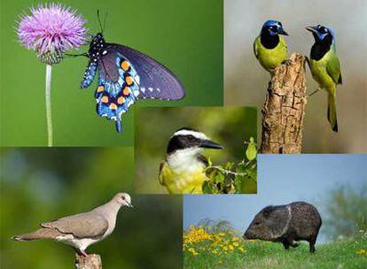 El pájaro Great Kiskadee, habitual en Tejas y Centroamérica.