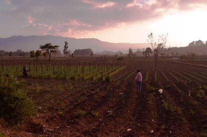 Un campesino trabaja la tierra en la tarde cerca de Tecpán, Chimaltenango, Guatemala