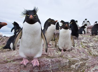 Los pingüinos de penacho amarillo abundan en la Isla Pingüino, situada en la Tierra del Fuego argentina.